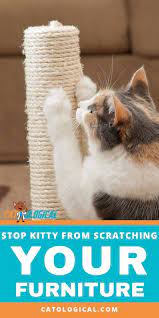 Pin On Cat Furniture Ideas