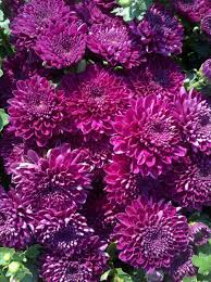 Belgian Mums Adiva Purple Fall Color Purple Mums Mum Planters Season Plants