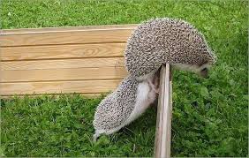 Polza Ot Ezhej Na Uchastke Ezhi V Sadah Nechastye Gosti No Esli Eti Zverki Poselilis Na Uchastke Schitajte Vam Susseste Haustiere Susse Tiere Niedliche Igel