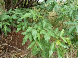 Image result for Heteromorpha