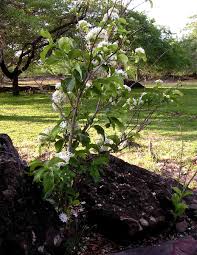 Image result for Holarrhena pubescens