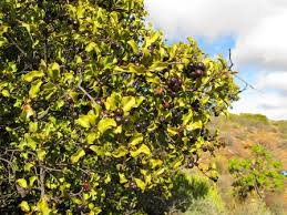 Image result for Euclea undulata