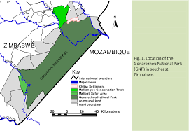 Image result for Androstachys