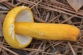 Image result for Russula flavida