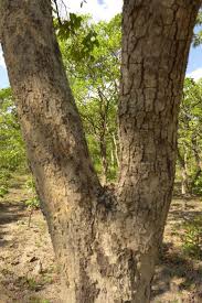 Image result for Isoberlinia angolensis