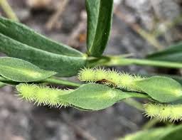 Image result for Zornia setosa