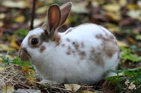 Black And White Spotted Rabbit Breeds Species Rabbit Domesticated Since 600ce Origin Europe Purpose Pelt Fibre Pets Show Racing Research Domestic Rabbit English Spot Rabbit Animals