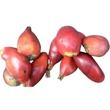 Image result for Aframomum alboviolaceum