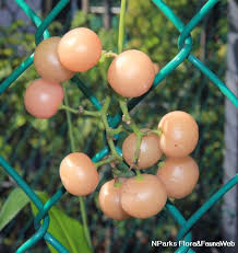 Image result for Cayratia gracilis