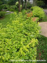 Image result for Duranta erecta