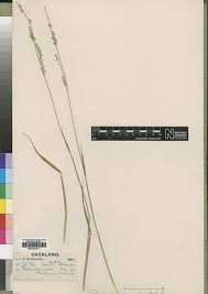 Image result for Acroceras macrum