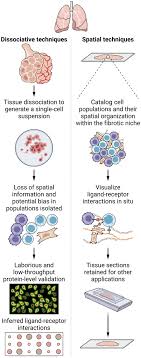 Spatial genomics: Mapping the landscape of fibrosis | Science Translational  Medicine