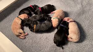 Maybe you would like to learn more about one of these? Simpson S Labrador Retrievers Lab Breeder In Illinois