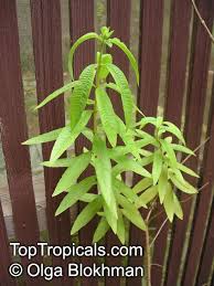 Photo about green copy space of lemon verbena plant or aloysia citrodora bush in aromatic gardens in natural sunny daylight. Tropical Plant Catalog Toptropicals Com