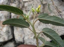 Image result for Melhania virescens