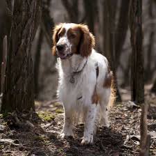 Looking for a english springer spaniel puppy can be extremely exciting, however there are lots of things you need to consider before rushing out it really helps others who are searching for a english springer spaniel puppy in the michigan area if they can read honest reviews from buyers like. Welsh Springer Spaniel Puppies For Sale Adoptapet Com
