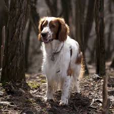 Liver and white puppies due. Welsh Springer Spaniel Puppies For Sale Adoptapet Com