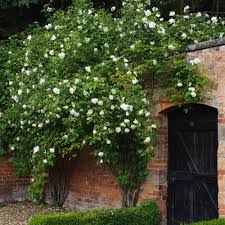 Mme Alfred Carriere Good For A South East Wall Covers Well Recomended By Monty White Climbing Roses David Austin Roses Climbing Roses