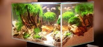 Betta fish.help setting up bowl? 31 Betta Fish Tank Ideas Wonderfully Creative Designs