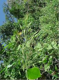 Image result for Olyra latifolia