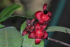 Image result for Ochna richardsiae