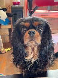 ESPRITS DE CKC-KC 💙 OFFICIEL