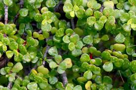 Image result for Portulacaria