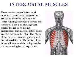Rib cage muscles (page 1). Intercostal Muscles And Nerves Learn Bones Fisioterapia