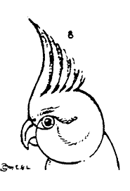 Bird Drawing For Kids Parrot Drawing Parrot How To Draw Parrot Step By Step 6 Bird Drawings Drawings Drawing For Beginners