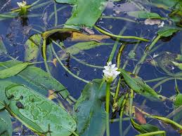 Image result for Aponogetonaceae