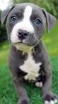 Pit Bull Breeds and Types - With Pictures