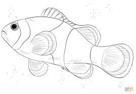 Supercoloring.com is a super fun for all ages: Free Printable Coloring Pages Throughout Clown Fish Coloring Pages Fish Drawings Fish Coloring Page Animal Coloring Pages