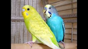 Birds That Start With B If Your Budgies Don T Chirp Playing This Video Will Help Lonely Birds S In 2020 Budgies Parrot Toys Parakeet