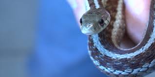 Garter snakes are small, attractive and inexpensive. Garter Snakes Have Teeth And Yes They Bite What To Know