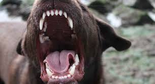 Are Labradors Aggressive Or Are They Always Gentle Natured Dogs