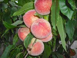 Maybe you would like to learn more about one of these? Anzac Peach Yalca Fruit Trees