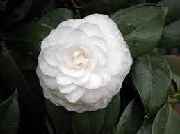 Check spelling or type a new query. Camellia Japonica Architectural Plants