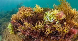 What are the 10 minerals missing from sea moss. Does Sea Moss Work For Weight Loss