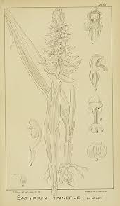 Image result for Satyrium trinerve