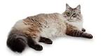 Do Hypoallergenic Cats Exist? - WebMD
