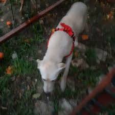 Sahiplendirme 5 Aylik Erkek Yavru Beagle Golden Melezi Havlamasini Kilini Tuyunu Kakasini Cisini Sorun Etmeyecek Sabirli Ailesini Ari Animals Pets Dogs