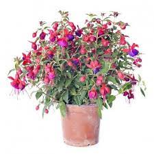 Fuchsias As Houseplants Tips On Growing Fuchsias Indoors Fuchsia Plant Care Fuchsia Plant Plant Care Houseplant