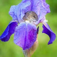 Discover the magic of the internet at imgur, a community powered entertainment destination. Adorable Picture Of A Mouse Sleeping In A Flower Cute Animals Iris Flowers Cute Baby Animals