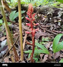 Image result for Renealmia