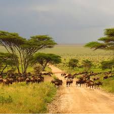 Savanna Biome Let S Talk Science