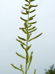 Image result for Echinochloa pyramidalis