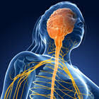 Strategies for Health, Longevity, Wellness, and...