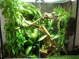 Pygmy chameleons have been known to give plants a nibble, and pesticides or toxins on the plants can be deadly. A Good Terrarium For A Chameleon My Pet Chameleon