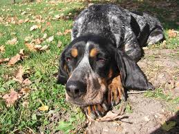 Augustine) pic hide this posting restore restore this posting. Luv My Dogs