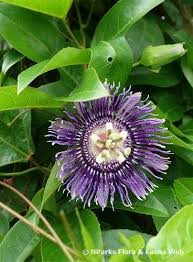 Image result for Passiflora suberosa